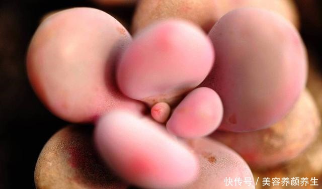 最怕冻的8种多肉，温度低就进屋，小心冻伤冻死！