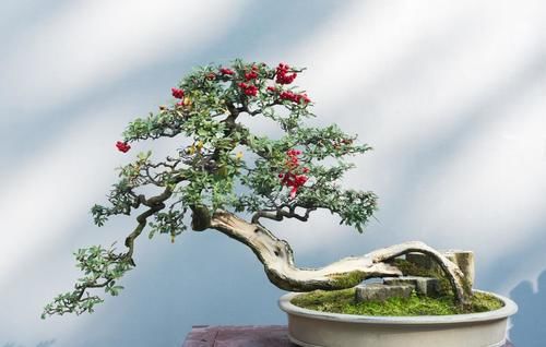 盆景树木叶片太大，3个控叶技巧，让叶片变小，尽显古朴苍老，不学可惜了