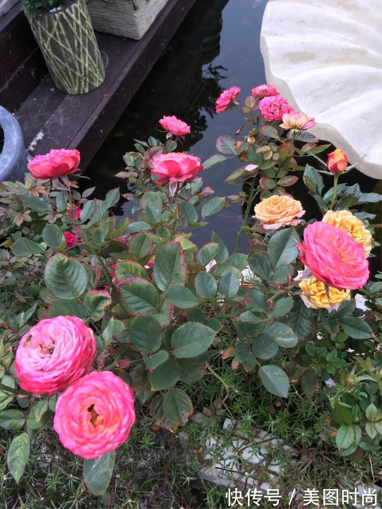 花草|历时一年，在31楼打造300㎡“屋顶花园”，如今美成了仙境