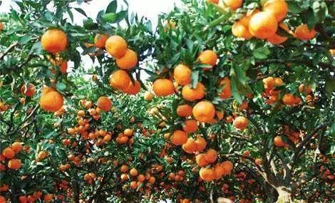 橙子|冬季必吃的水果，比牛奶营养还丰富，如何挑选食用，看这篇就够了