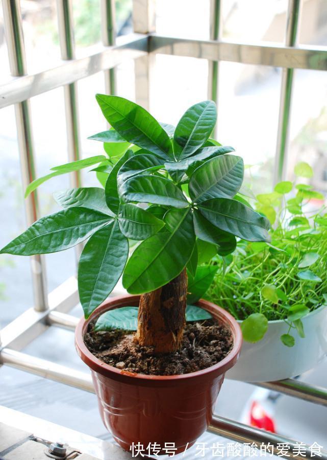 老桩|五种“大老桩”却要小盆养,用对盆,少管多晒更利于生长