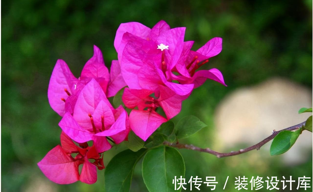 株型|进入9月份,养这2种花,要舍得“剪”,越剪越爱“开花”