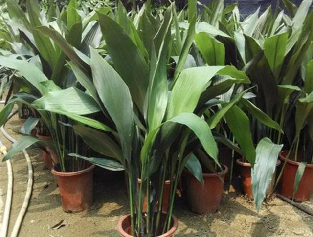 3种室内植物,看起来“太丑”,殊不知有作用,摆家里“吸甲醛”