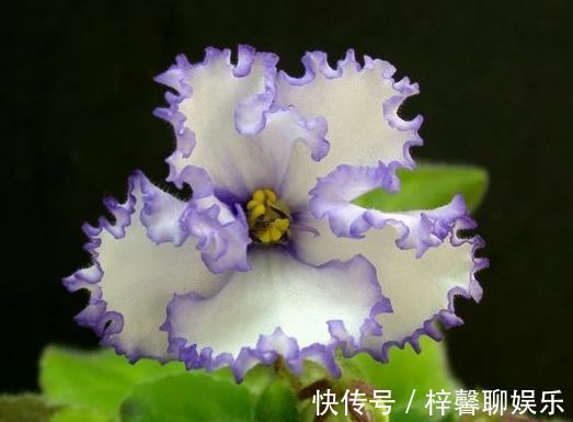 沙壤土|喜欢牡丹,不妨养盆“精品玫瑰”红色伊甸园,开花爆盆,花比叶多