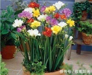 比兰花香,比绿萝还好养,养一盆花,香气飘满家,能开一辈子!