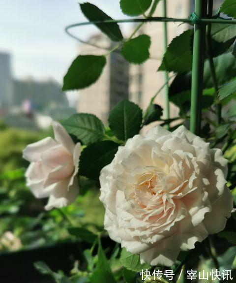 月季小苗一根杆,学个“小技能”,明年变老桩,枝繁叶茂开满花