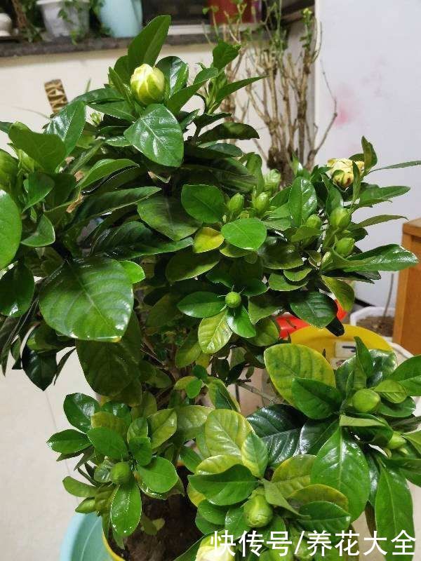 刚买回家的花，花市老板都让浇水，到底什么原理？