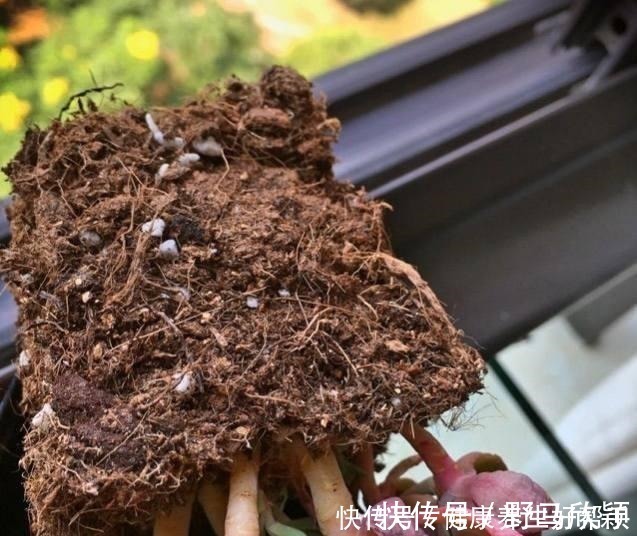 板结|多肉植物遇到这8种情况,需要翻盆换土,最后一种考验养功!