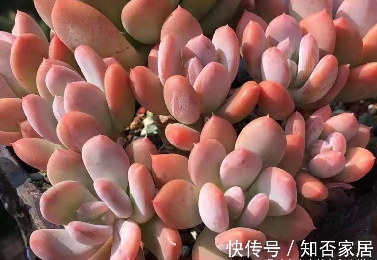 多肉长新叶，老叶片不消耗，原因大概有3种，能保证两点就别管它