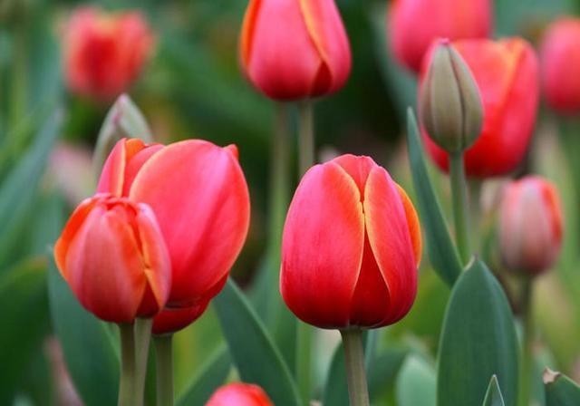 6种易遭真菌迫害的植物,有这几种花的,平时养护可得注意了!