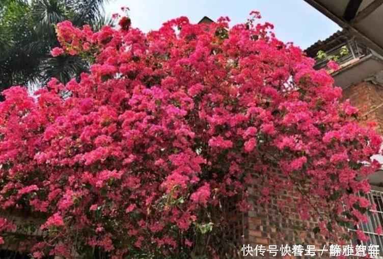 茶花|居家就养此款花卉,花大色艳胜玫瑰,芳香四溢,养在家中香飘满屋