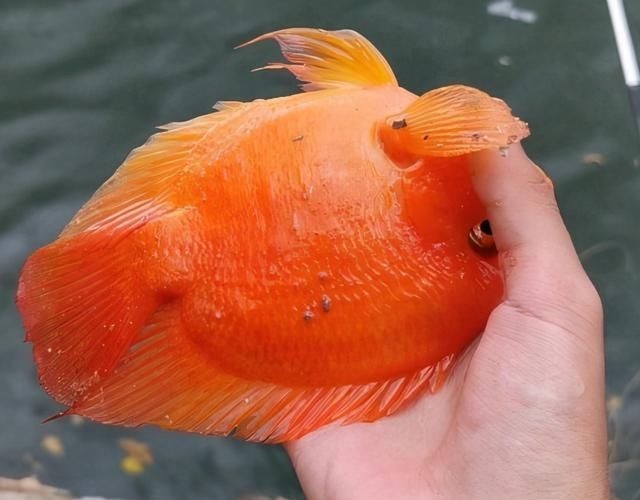 这鱼在漠阳江快泛滥了,钓鱼人:到处都是,所幸还好吃