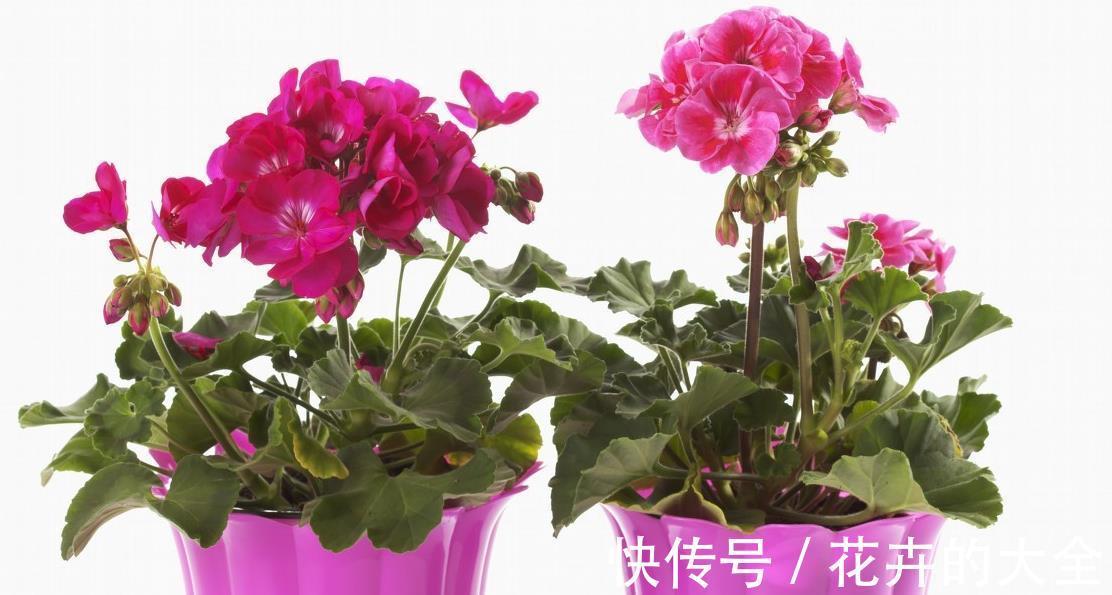 施肥|天竺葵不开花怎么办,注意4个方面天竺葵就能很快开花了