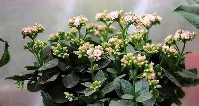 扦插长寿花只需“一根枝”，7天就生根，怎么扦插怎么活