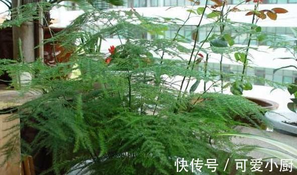 文竹长得太难看,教你5招小技巧,让株型变丰满,观赏性高