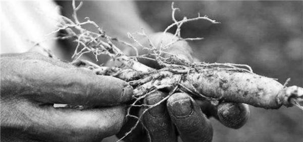 杀人案|清末津门奇事二则:毒蜥杀人案、怪异“小黄人”