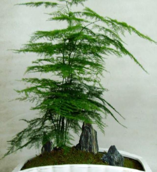 |沙雕动画,搞笑:老爹带回的高级测谎仪,让全家人都痛苦不已