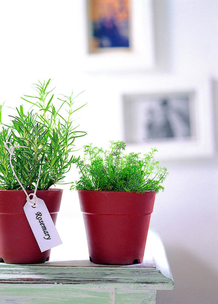 珍珠吊兰|提醒大家回老家瞅见这植物,必定多挖几株,养在卧室,健康无忧