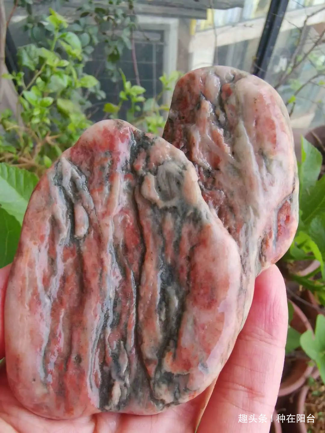 网篮|山水盆景不是非“水”不可，看山石与树木如何演绎一道山水盆景！