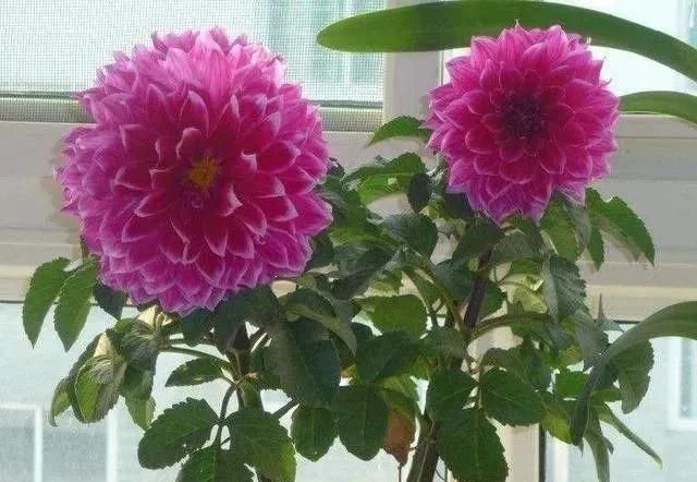 天竺葵|家里养“5种花”，要多“晒一晒”，根壮叶绿、开花不断