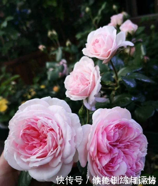 奥斯汀|他痴迷养花,露台养了100多盆花,盆盆美爆,惊艳全小区!