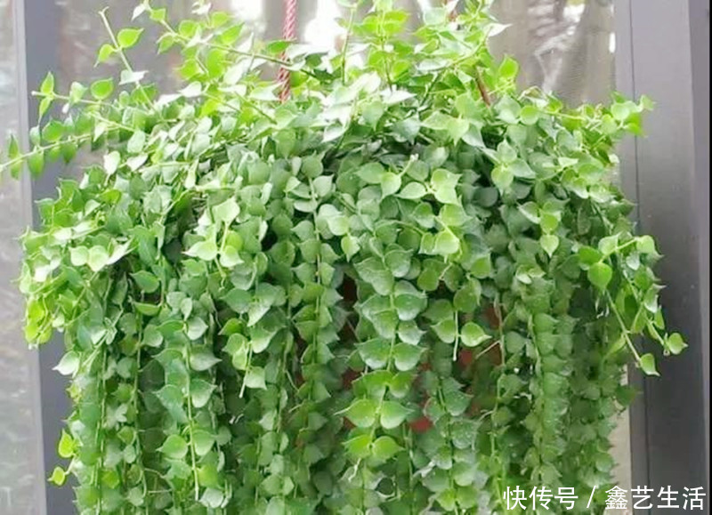 钱串子|适合夏天养的几种多肉，叶片肉嘟嘟能长成“瀑布”