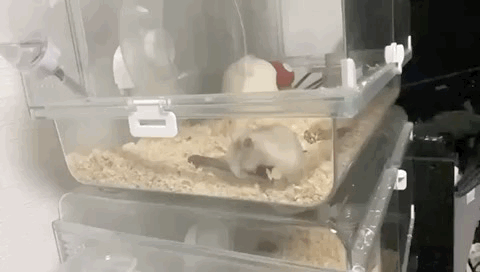 |搞笑笑话，动图：杆一沉，就知道是条大鱼！