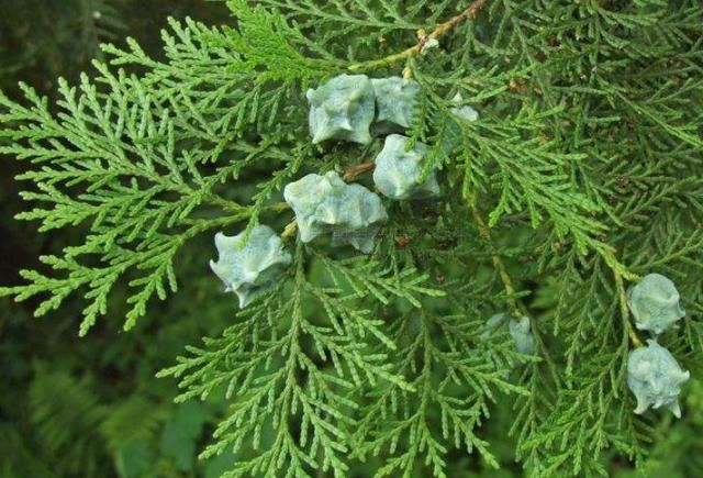 头皮屑太多，头皮发痒怎么办？抓挠没有用，做好这些就可预防