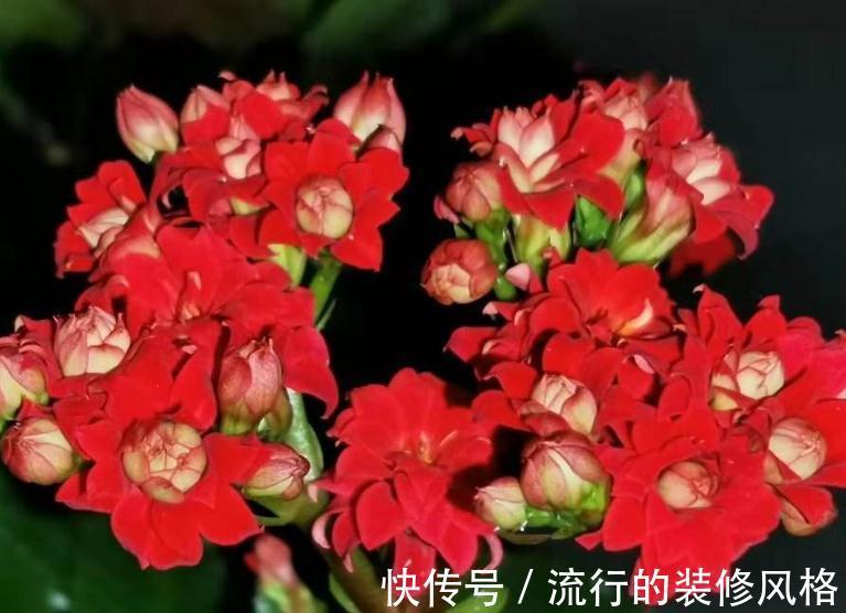 入秋后养长寿花，浇水没浇好，从根烂到茎