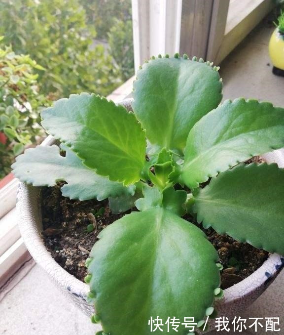 7种便宜花,10块钱家里就变花海,越养越上瘾!