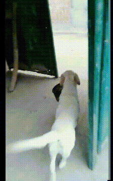 |搞笑GIF段子：美女，你这一摔有点远了，帅哥们都等不急了