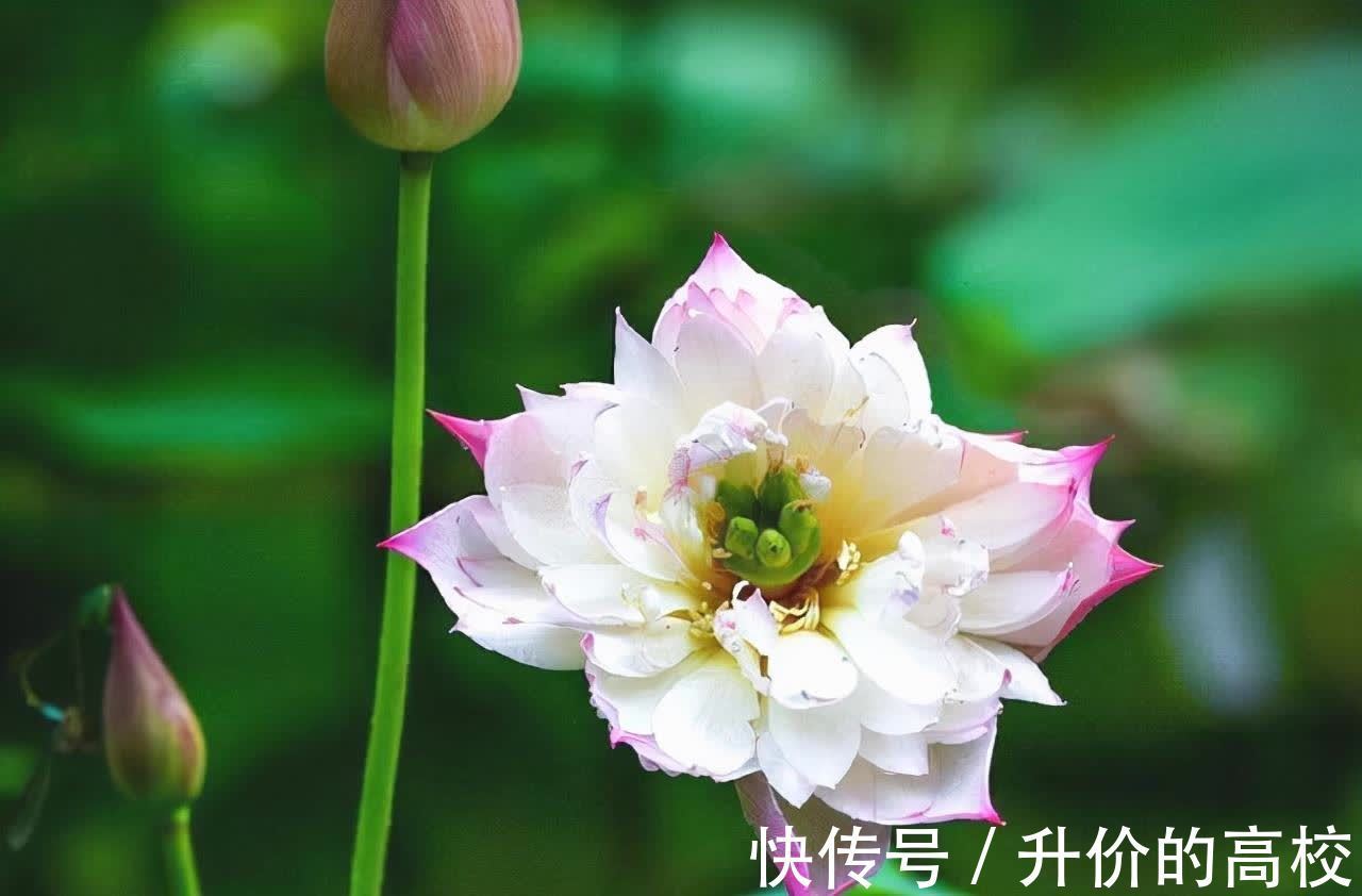 水瓶座|自我意识强,但也善于变通的星座,懂得随机应变,该低头就低头