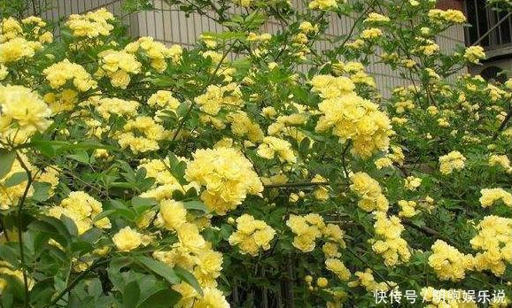 左邻右舍|院子再小，也要养棵它，2年长一片，开花特别美，左邻右舍都说香