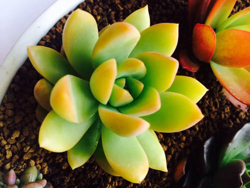 春季如何把多肉养出好状态？方法就在下面4点里，实用还简单