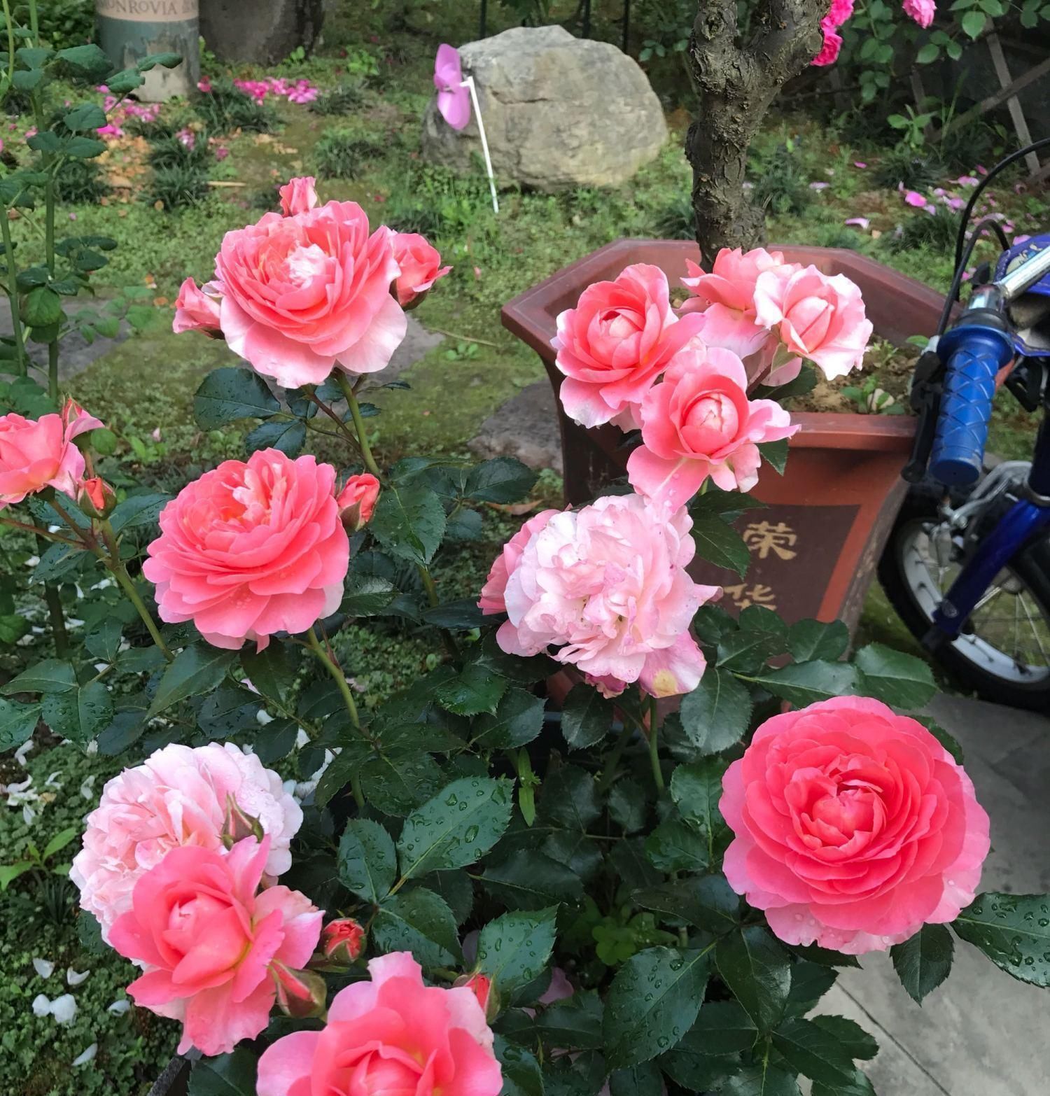 香香公主|别养绿萝吊兰了,此盆栽绿植,四季开花,香气四溢,好看又好养!