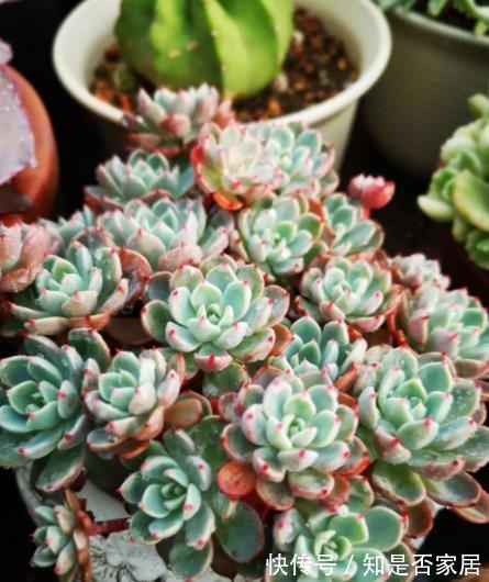 秋天养盆娜娜小勾，不用砍头也能群生，叶尖红红真迷人