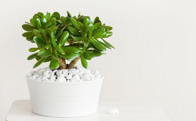 坏事|3种植物最怕“乱浇水”,有时候太勤快反而坏事,管住手,不烂根