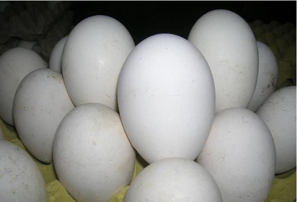 脂肪量|给孩子吃鸡蛋不是最营养的?鸭蛋、鹅蛋营养更丰富?许多人猜错