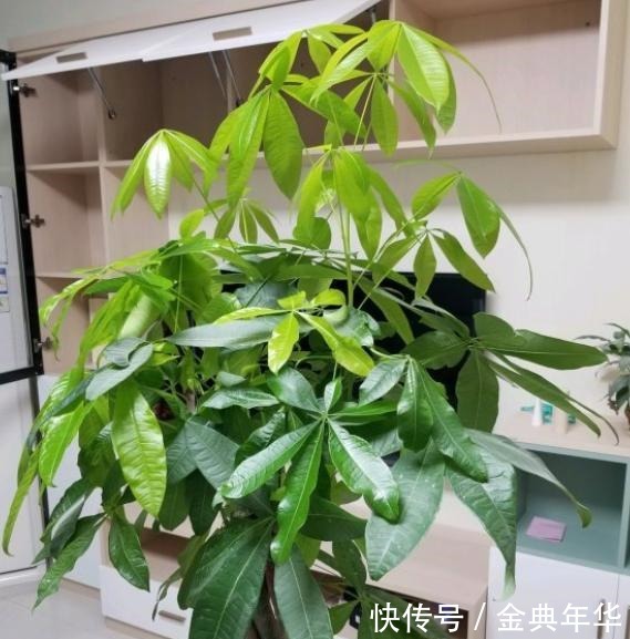 发财树就是这么好养，只需4步，枝叶繁茂，再也不黄叶烂根