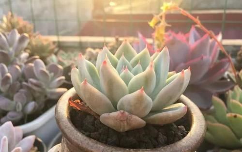 露养多肉，别只求“不死”了，这么办保管越来越美！