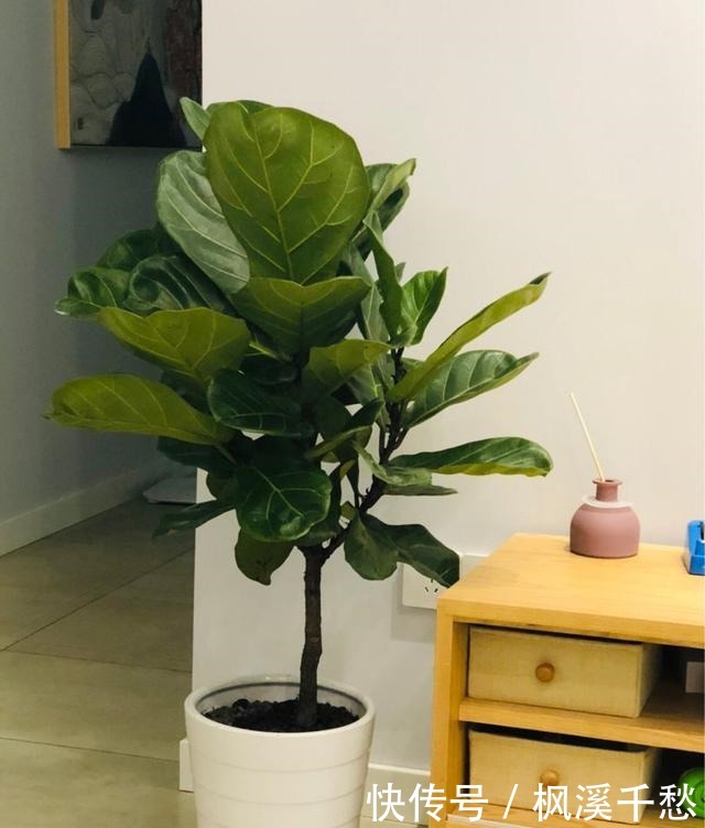 新手不要买3种花,养不活浪费钱,还生一肚子气!