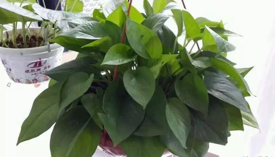 养花技巧花草换盆不懂这3点难怪换完盆就黄叶枯死