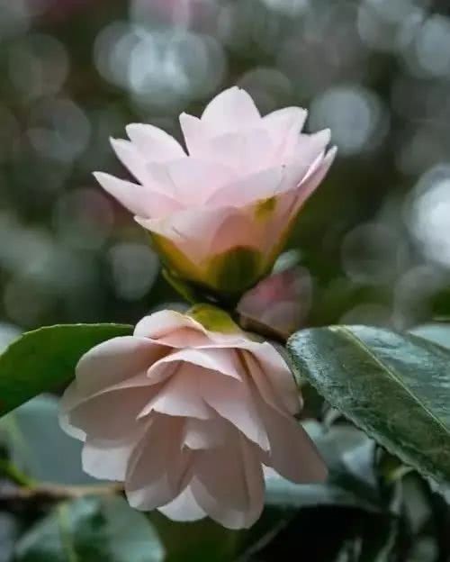 山茶花|传统名花 山茶花