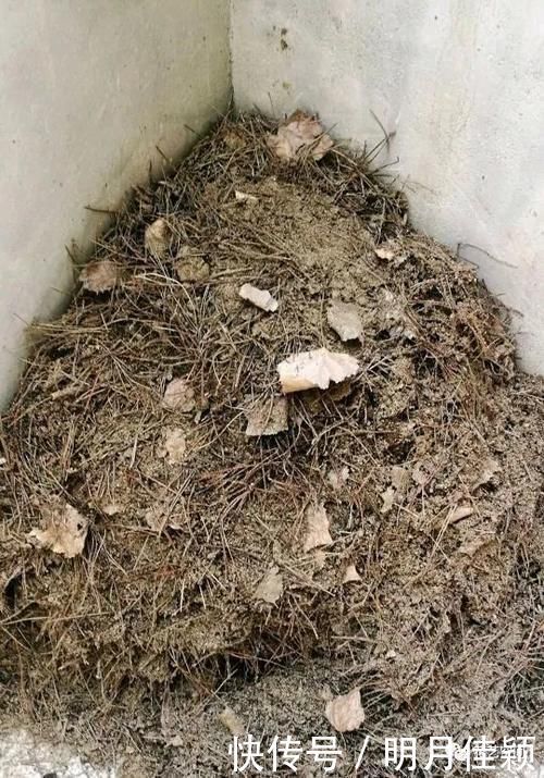 君子兰发财树天竺葵三角梅|这5种懒人方法,养君子兰发财树天竺葵三角梅都行,养花人需知