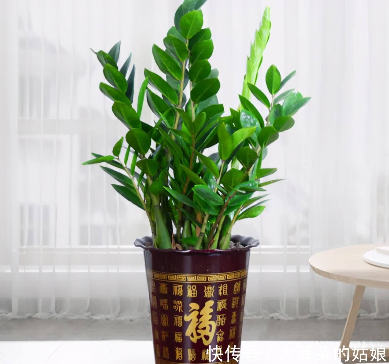 客厅|客厅养花,建议爱花人养3种,个个添好运