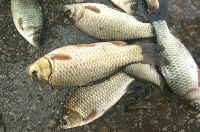 天气冷鱼就不好钓了?别被坑了,只要精选3大招式,板鲫越钓越大