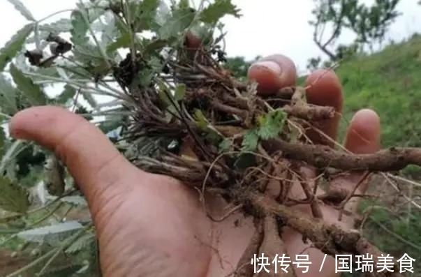 70后80后|农村这种不起眼的野草,根系长得像鸡腿,70后80后拔起来就开吃