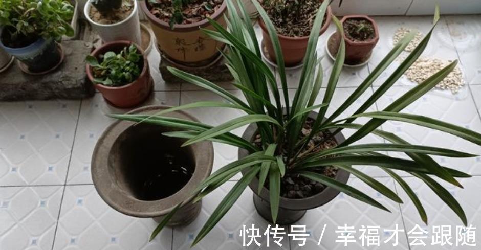 养分|新手花友给兰花换盆,提前了解5个要点,根壮叶绿长势旺