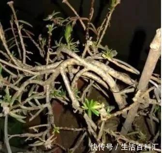 2种“便宜花”,用1招养成“老桩”,美死了,给“1万”都不卖