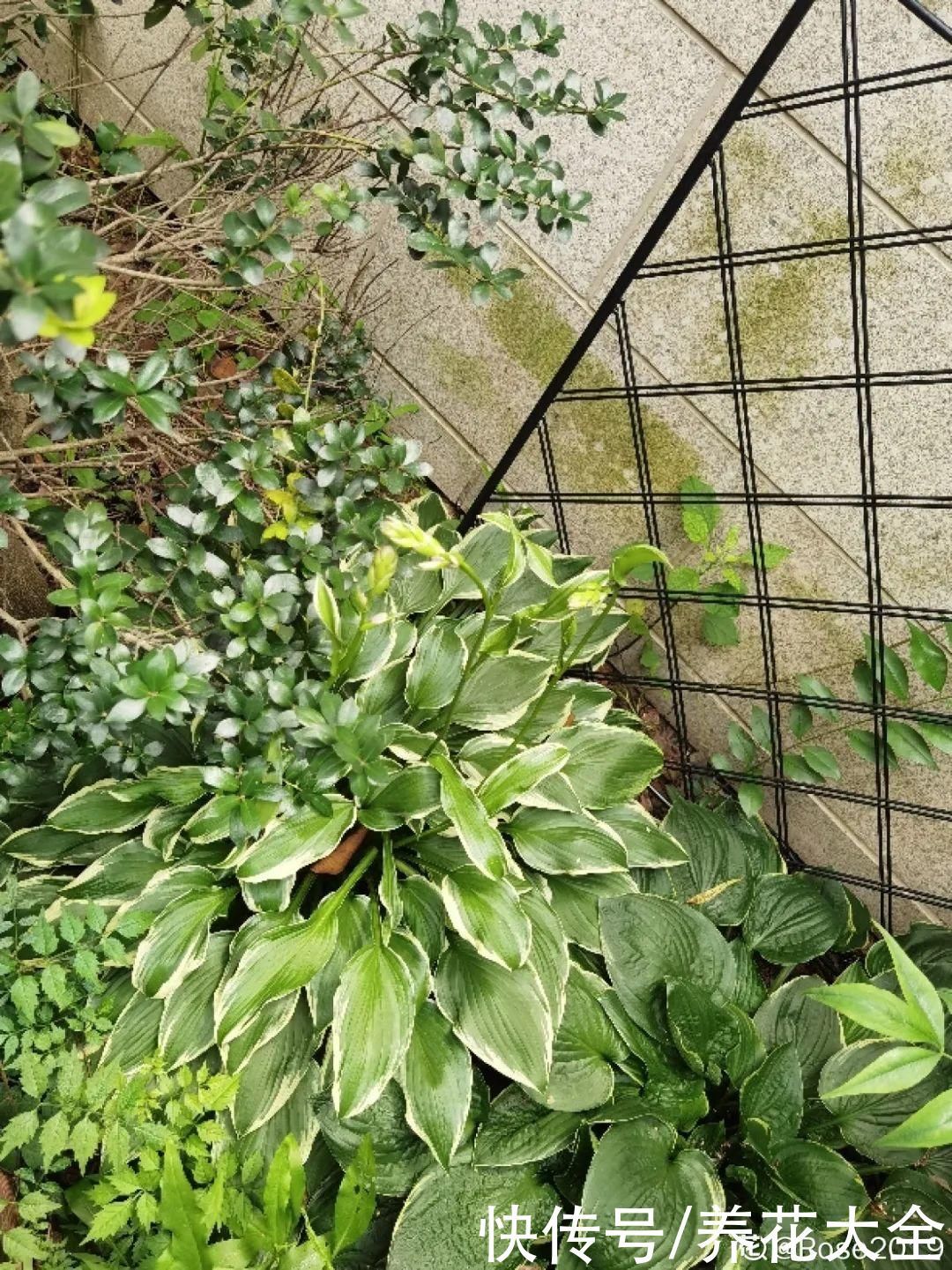 门前不栽竹,门后不留树,老祖宗传下来的养花谚语,特别准